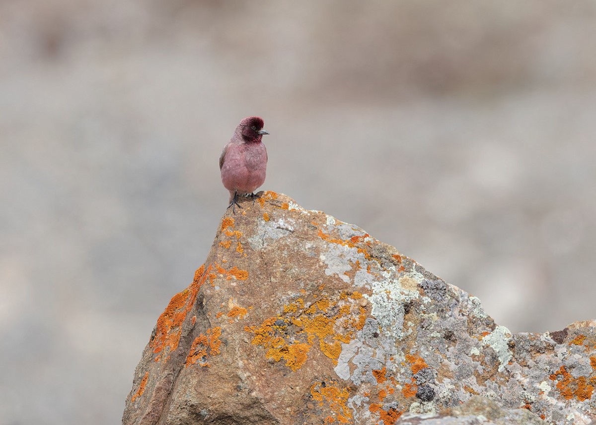 Tibetan Rosefinch - ML621804922