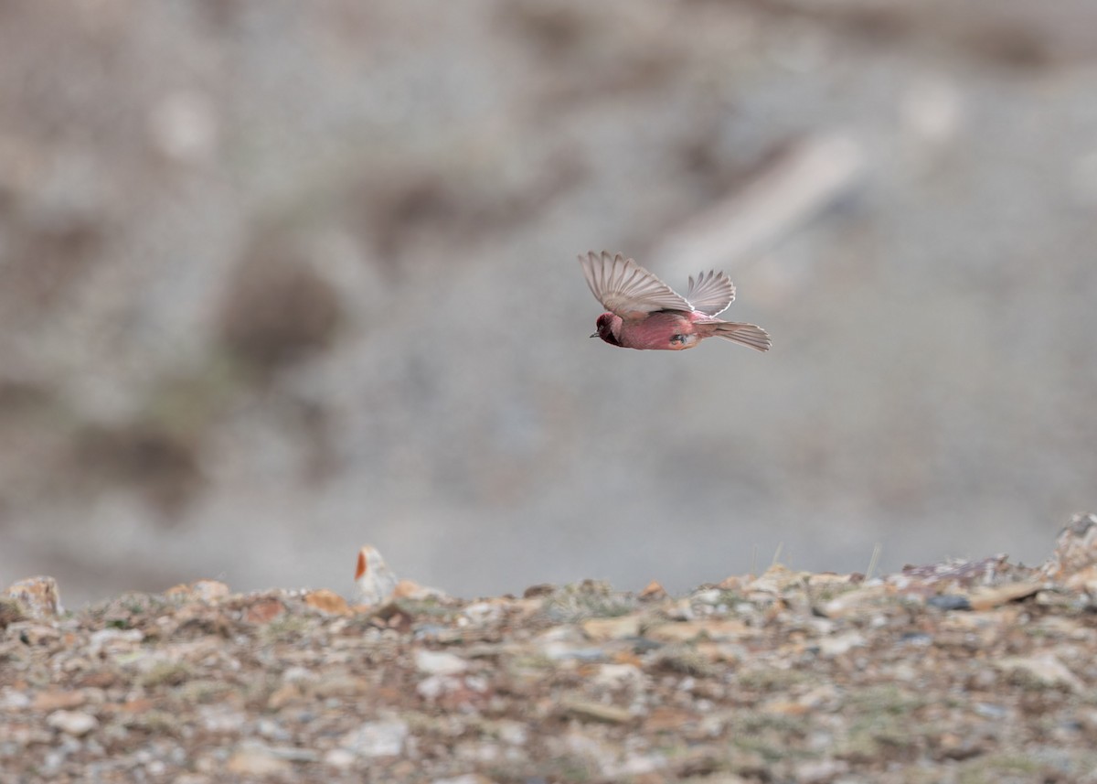 Tibetan Rosefinch - ML621804923