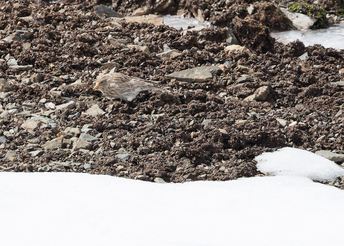 Tibetan Rosefinch - ML621804924