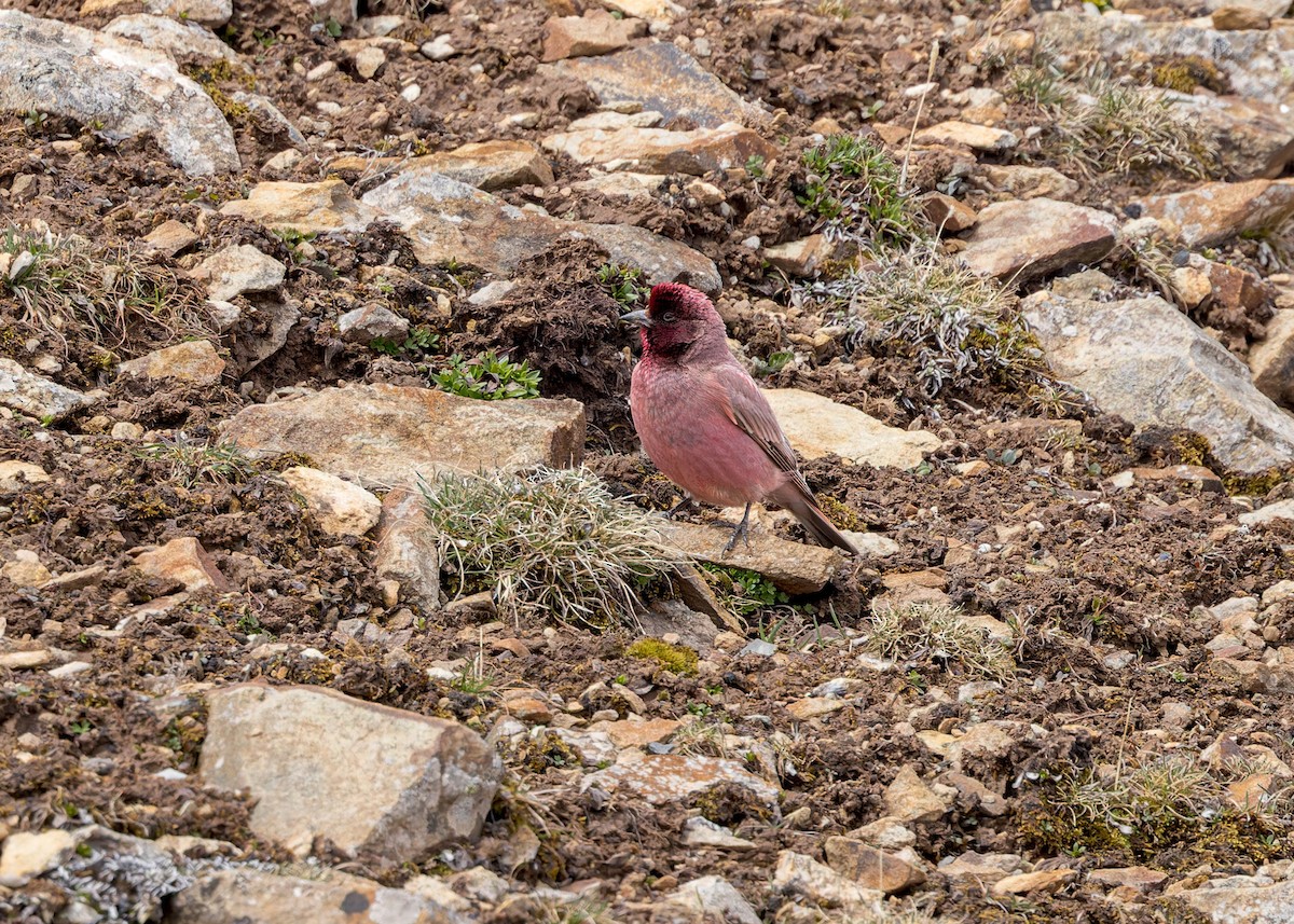 Tibetan Rosefinch - ML621804925