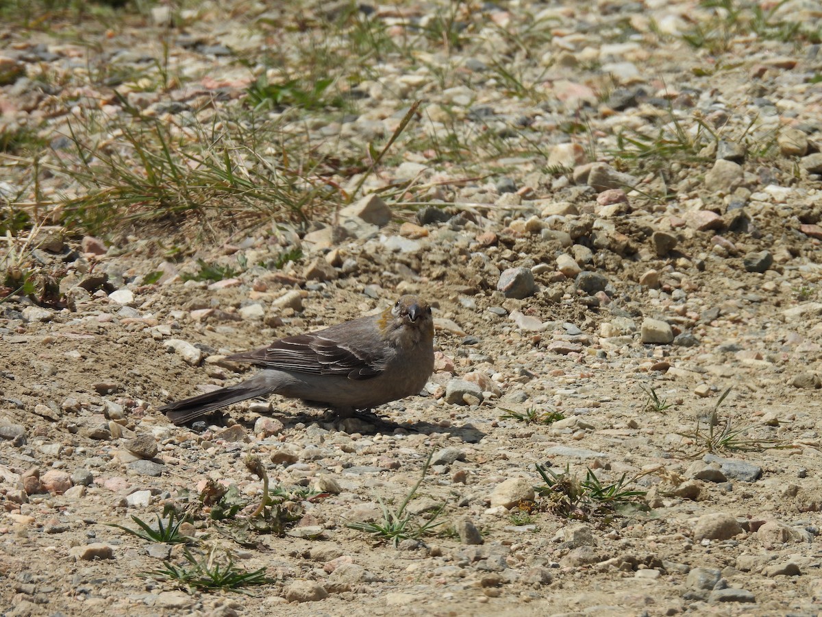 Pine Grosbeak - ML621804929