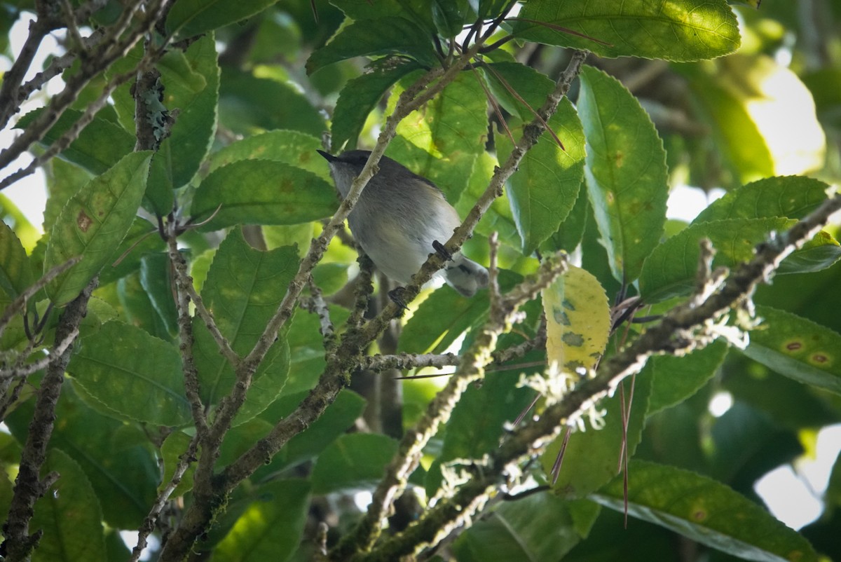 Gray Gerygone - ML621804958