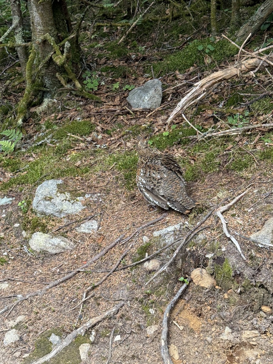Ruffed Grouse - ML621804965