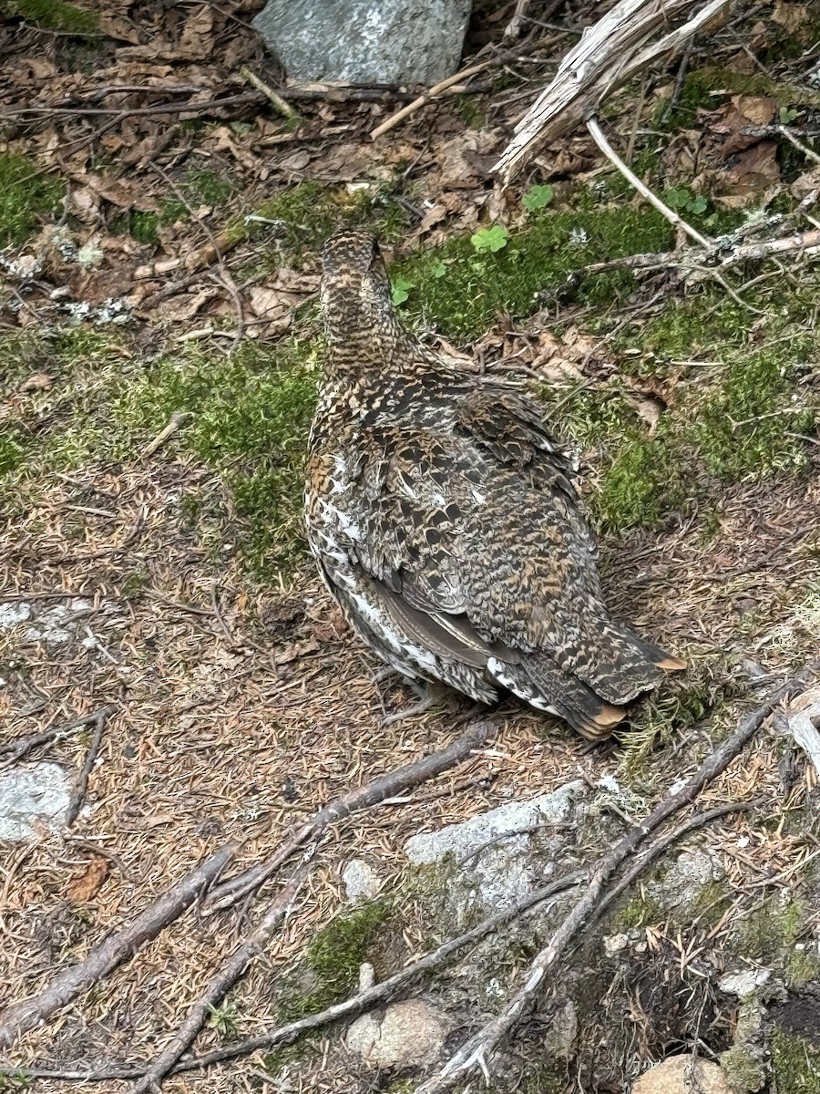 Ruffed Grouse - ML621804966