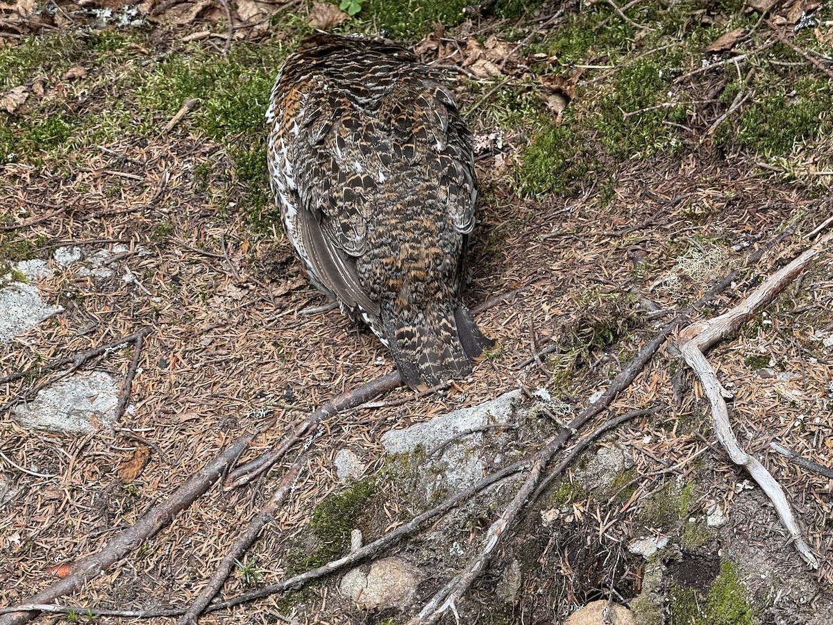 Ruffed Grouse - ML621804967