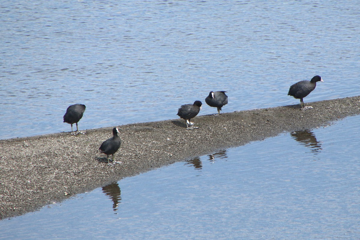 Eurasian Coot - ML621804991