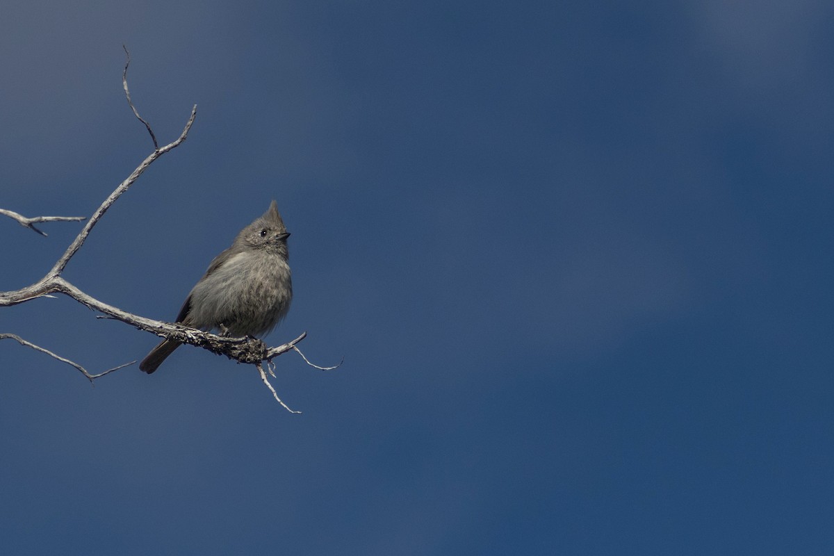 Juniper Titmouse - ML621804992