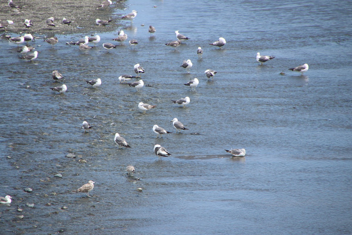 Black-tailed Gull - ML621804997