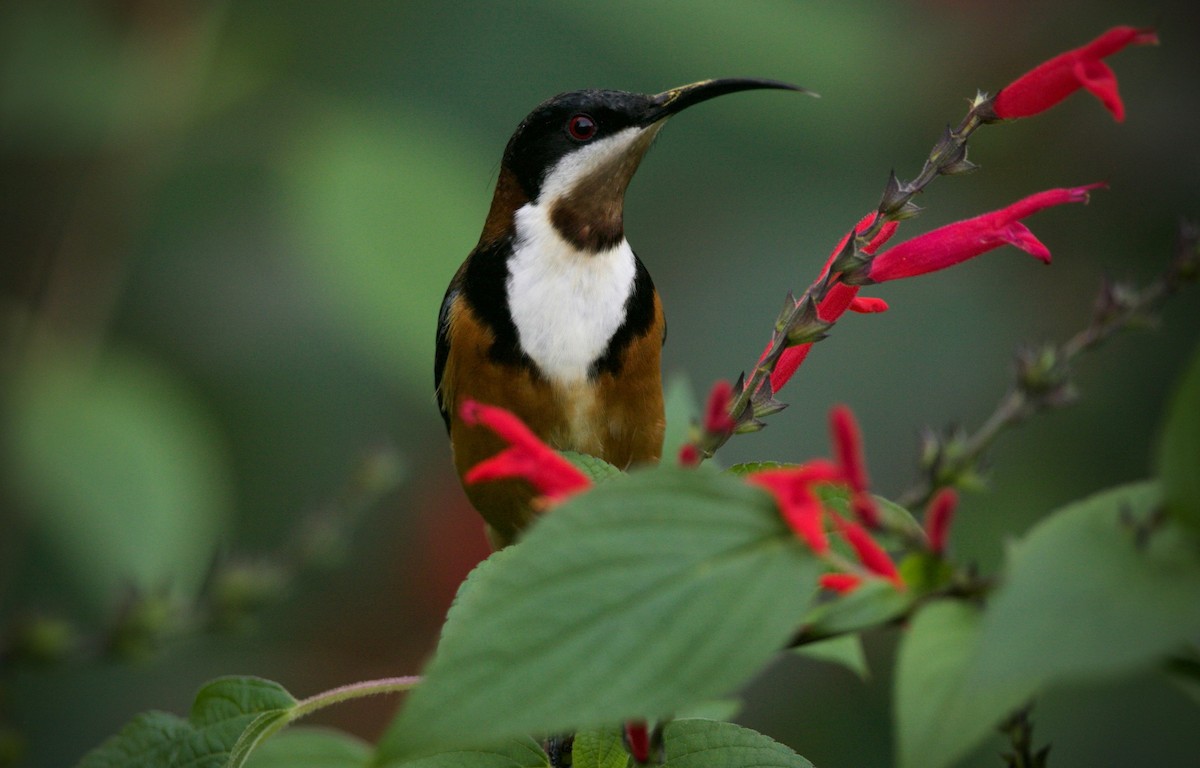 Eastern Spinebill - ML621804998