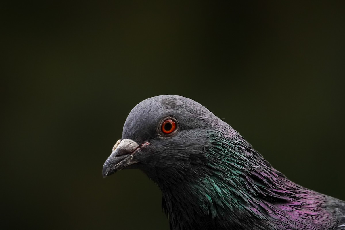 Rock Pigeon (Feral Pigeon) - ML621805185