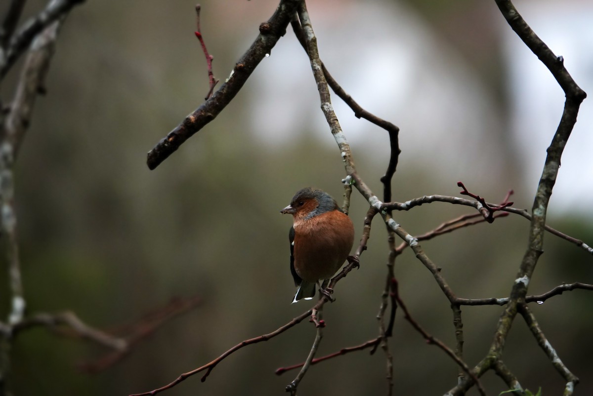 Common Chaffinch - Alfie Benbow