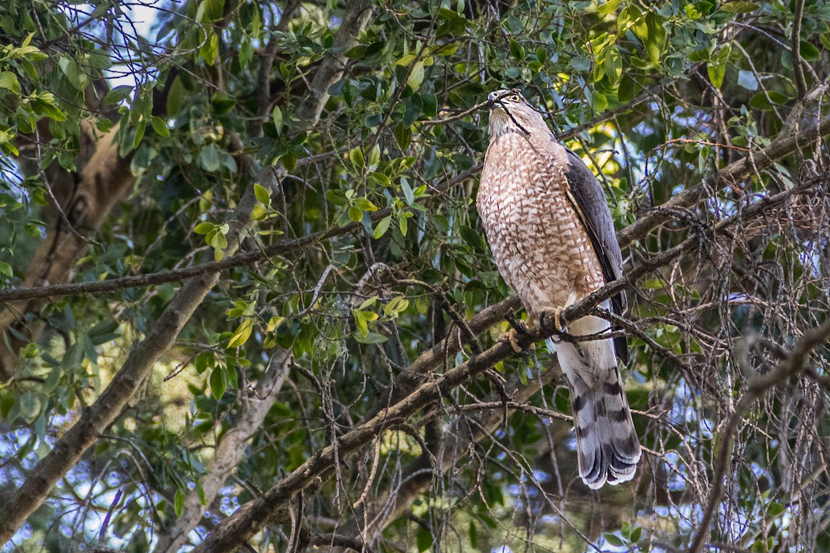 Cooper's Hawk - Ido Ben-Itzhak