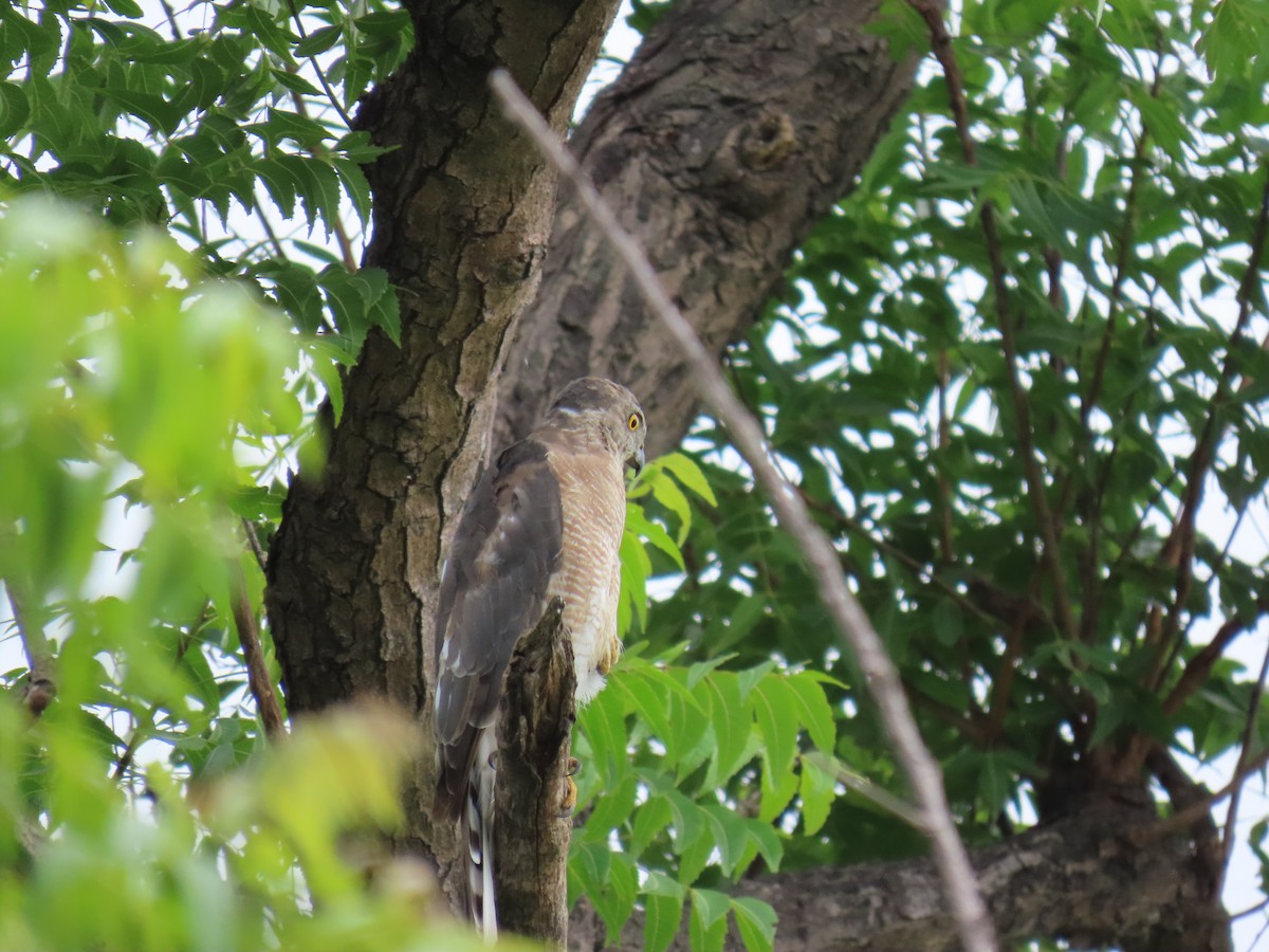 Şikra [badius grubu] - ML621805299