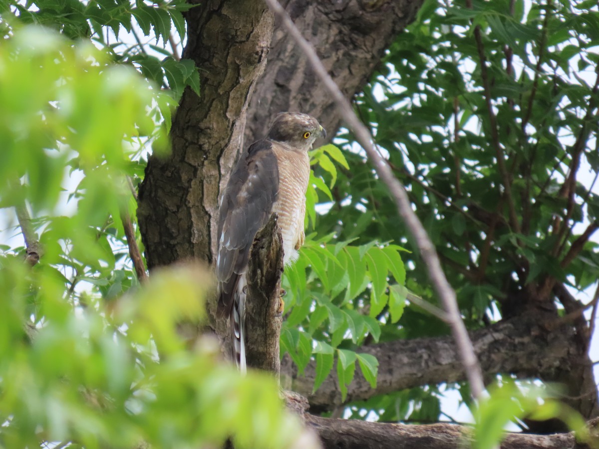 Şikra [badius grubu] - ML621805303