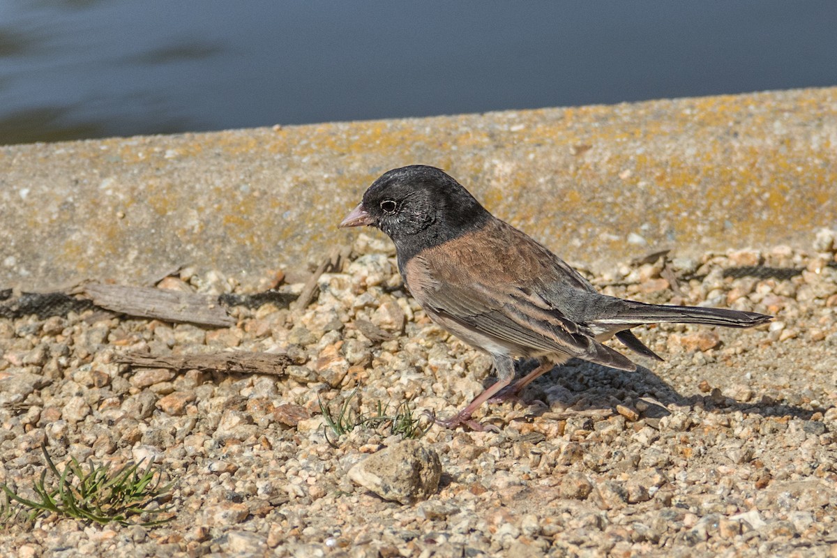 Junco Ojioscuro - ML621805304