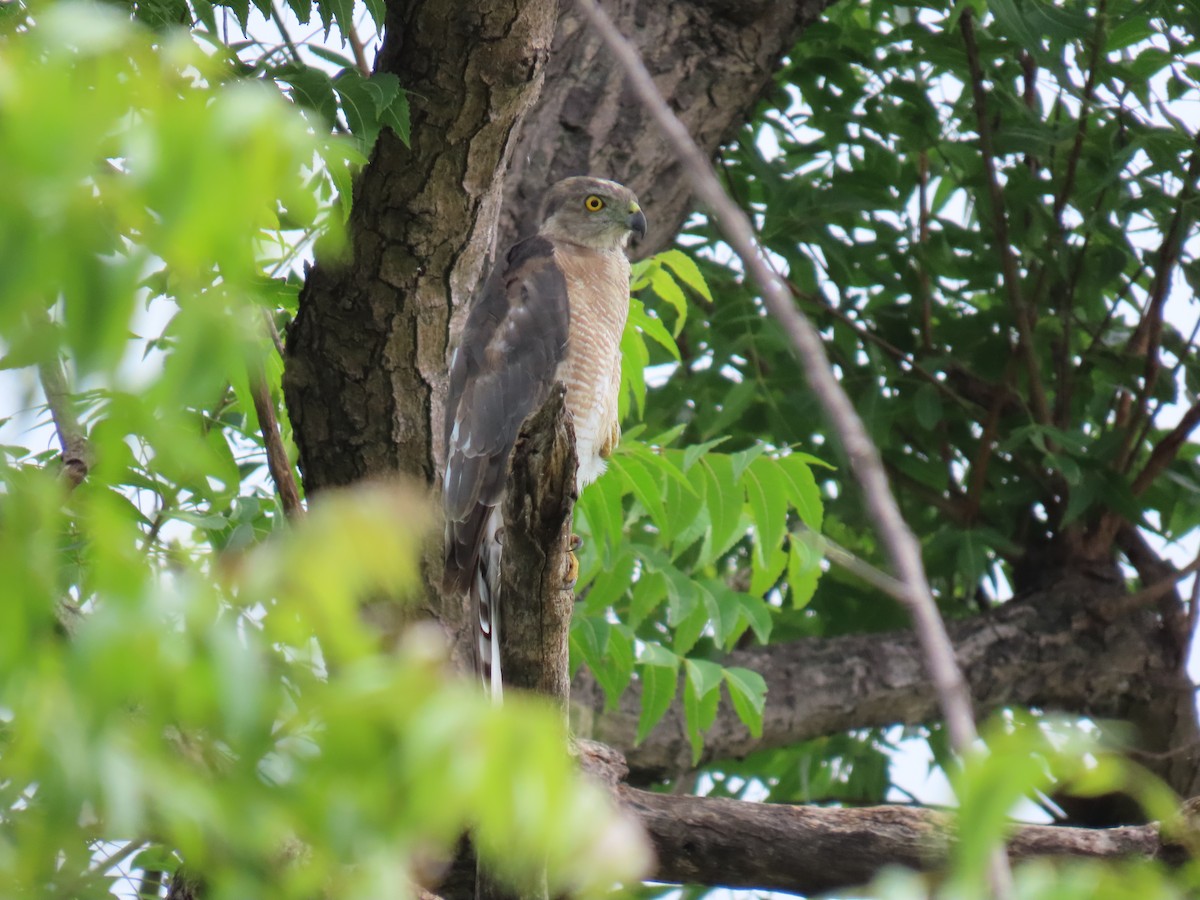 タカサゴダカ（badius グループ） - ML621805308