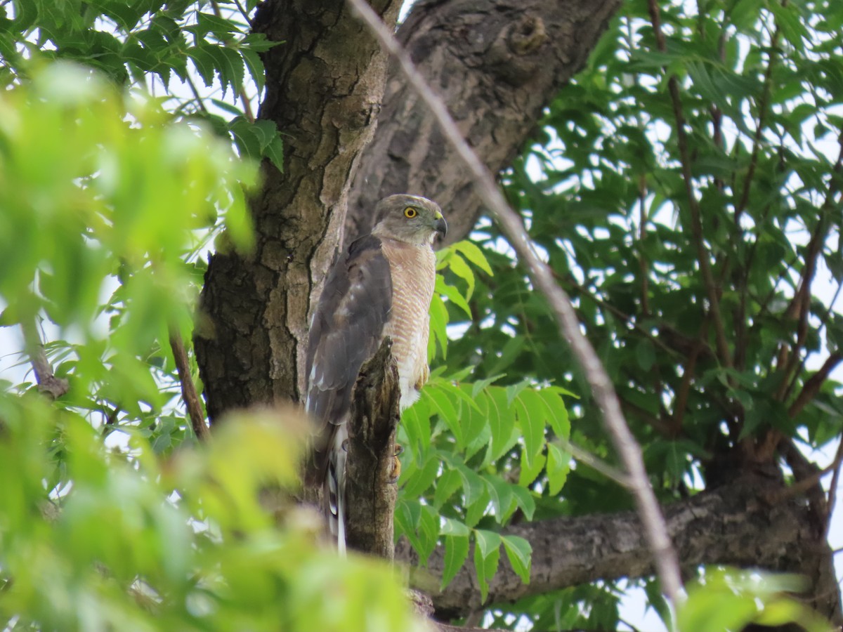 Şikra [badius grubu] - ML621805313