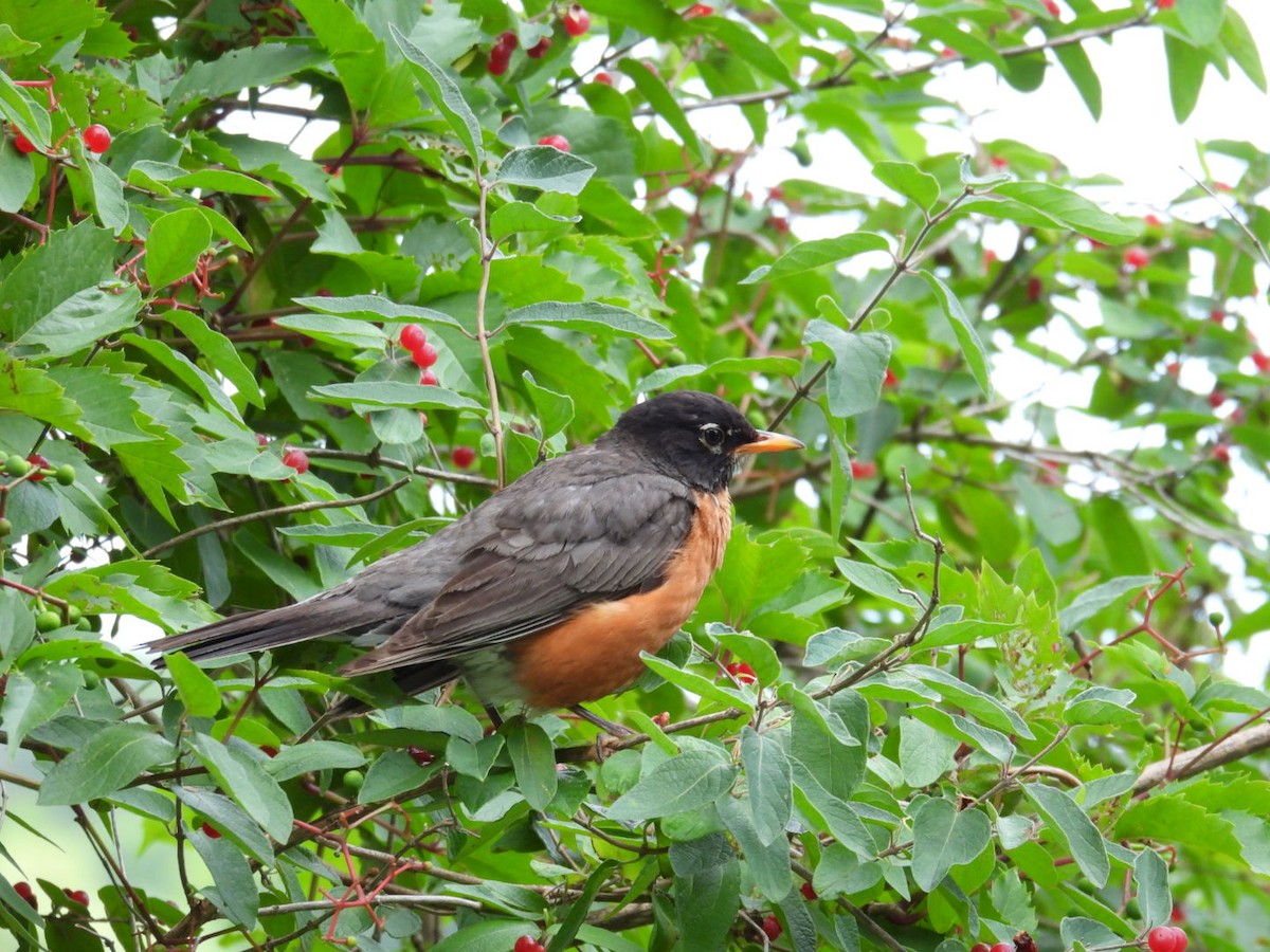 American Robin - ML621805379