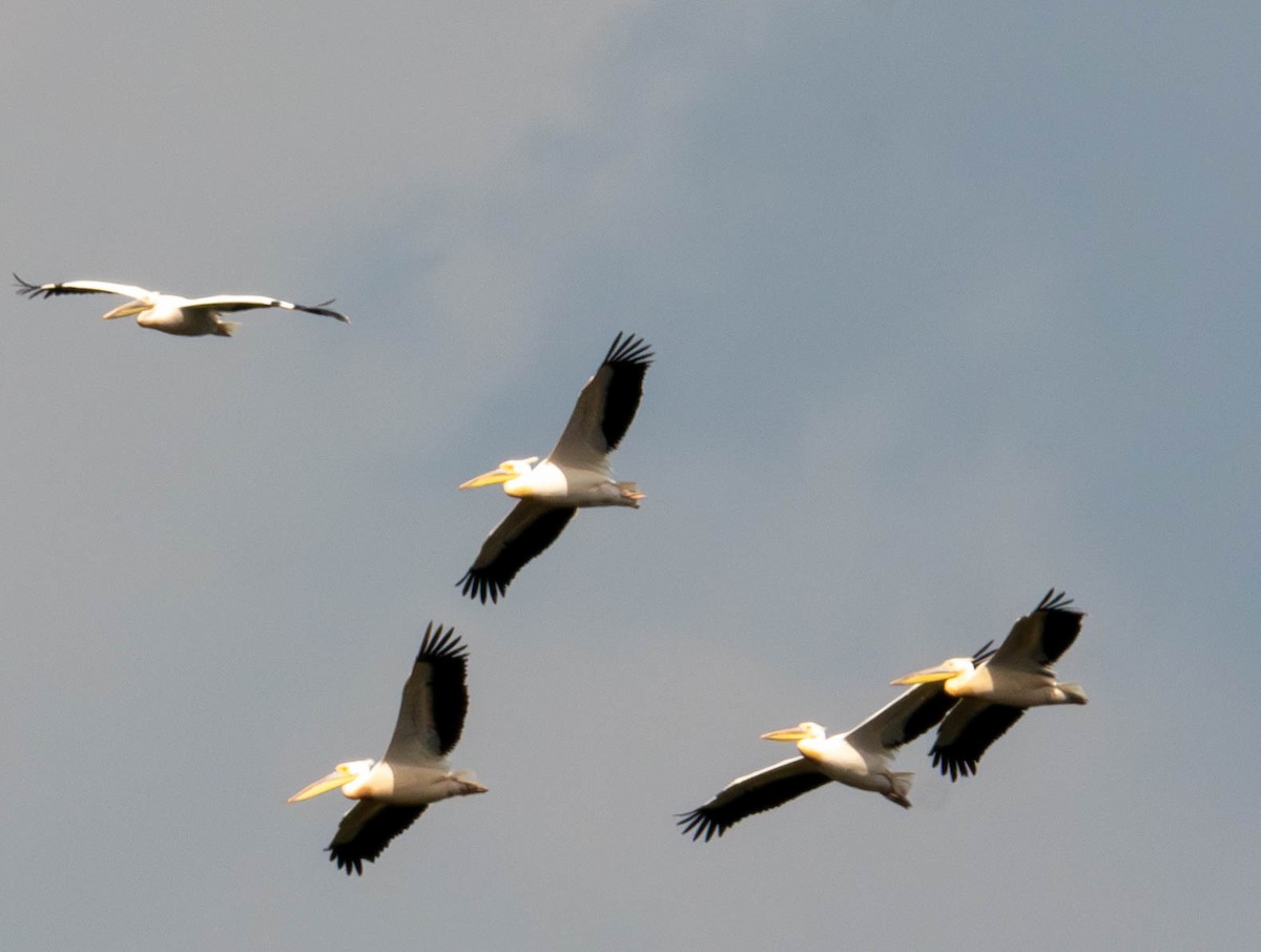 Great White Pelican - ML621805415