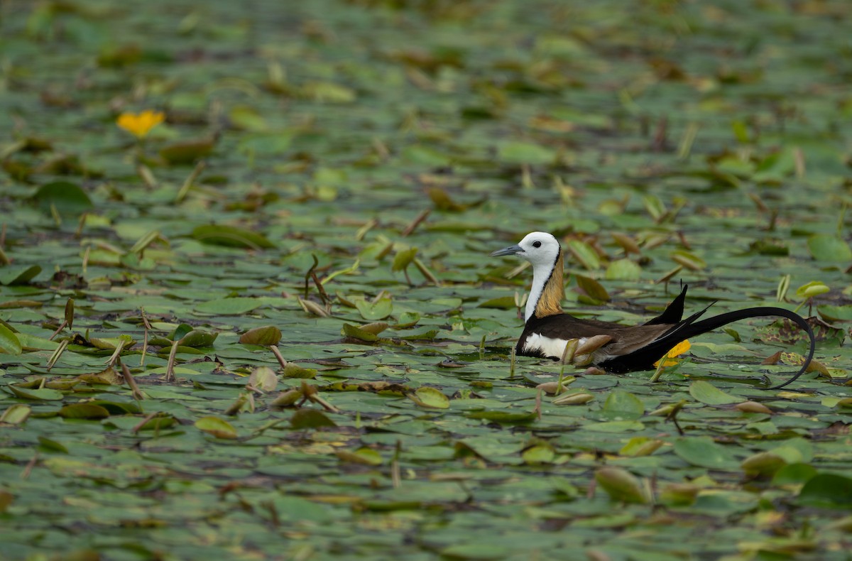 Pheasant-tailed Jacana - LiCheng Wang