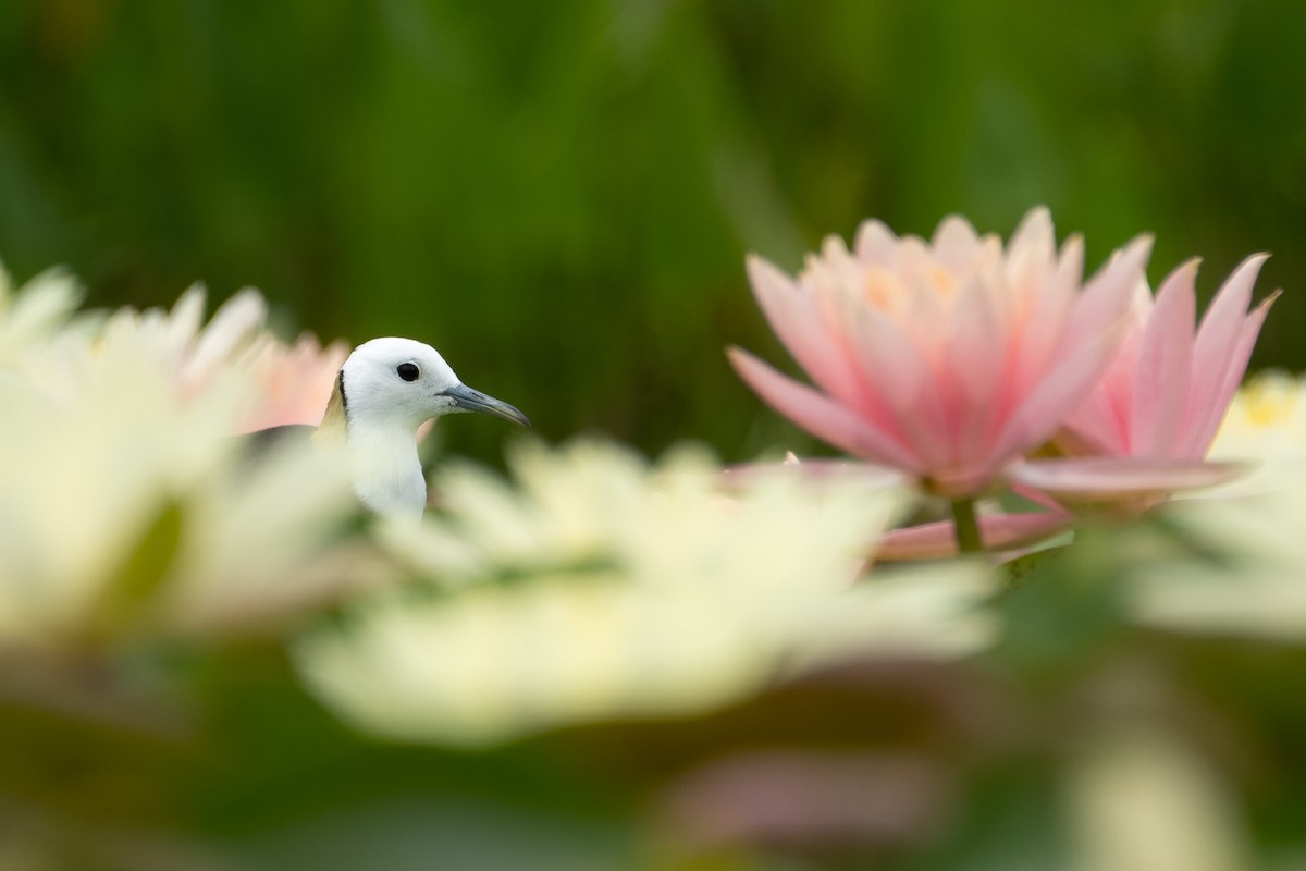 Pheasant-tailed Jacana - ML621805431