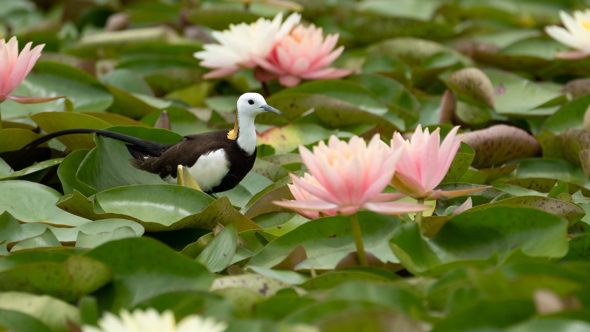 Pheasant-tailed Jacana - ML621805432