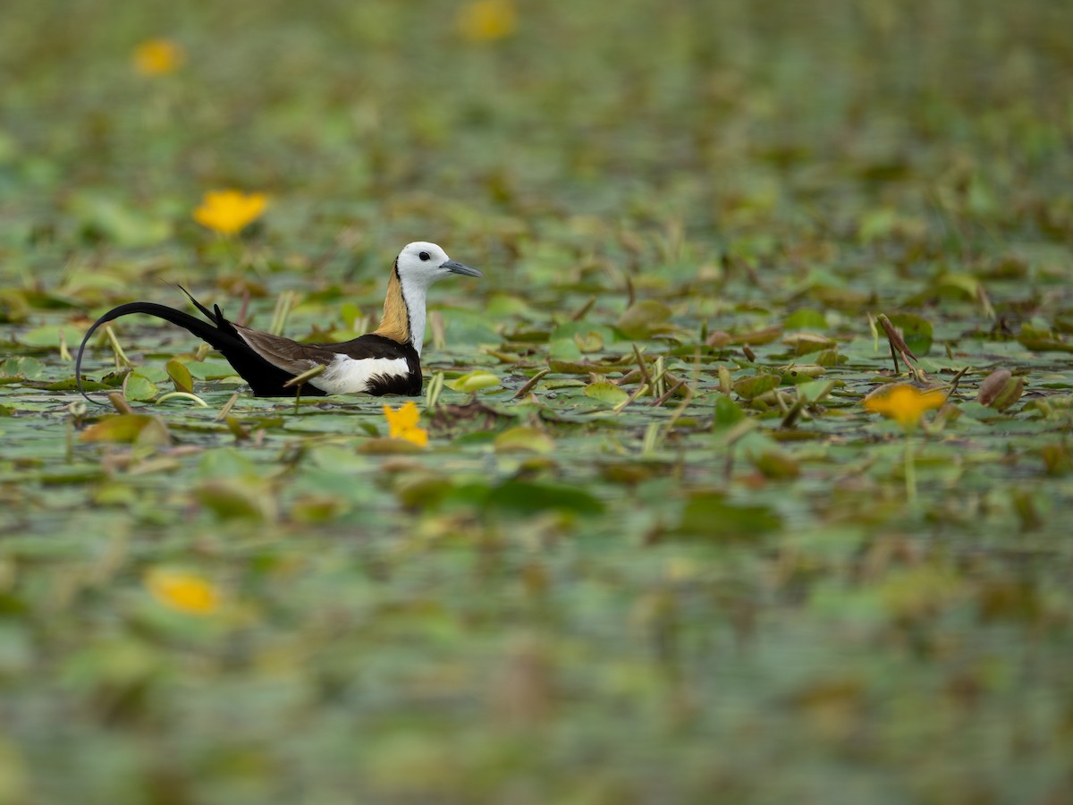 Pheasant-tailed Jacana - ML621805433