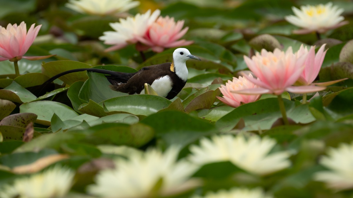 Pheasant-tailed Jacana - ML621805434