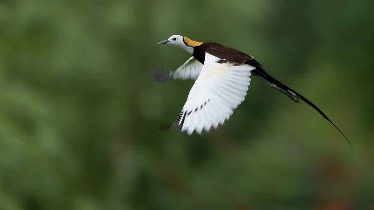 Pheasant-tailed Jacana - ML621805435