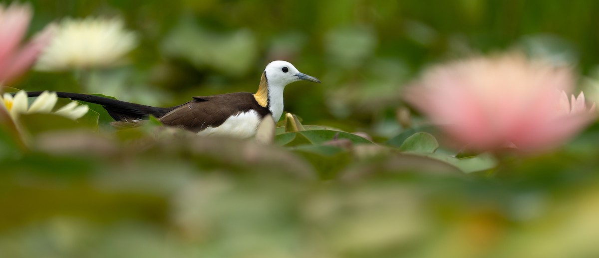 Pheasant-tailed Jacana - ML621805436