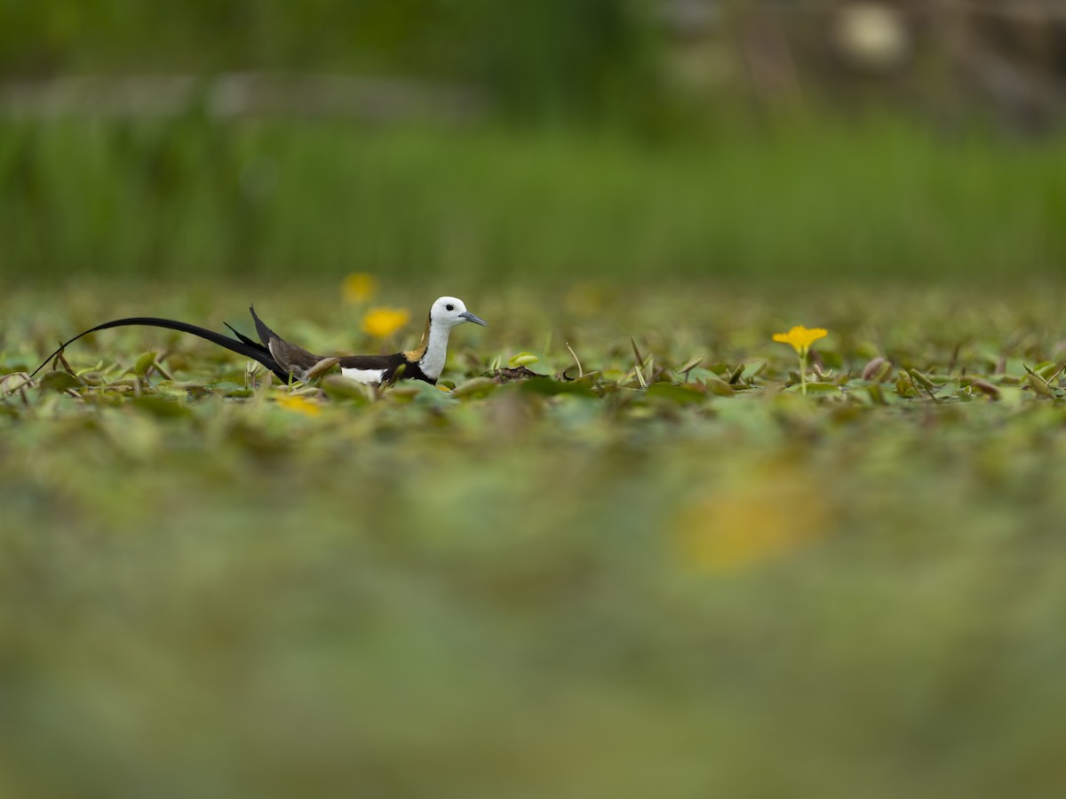 Pheasant-tailed Jacana - ML621805437