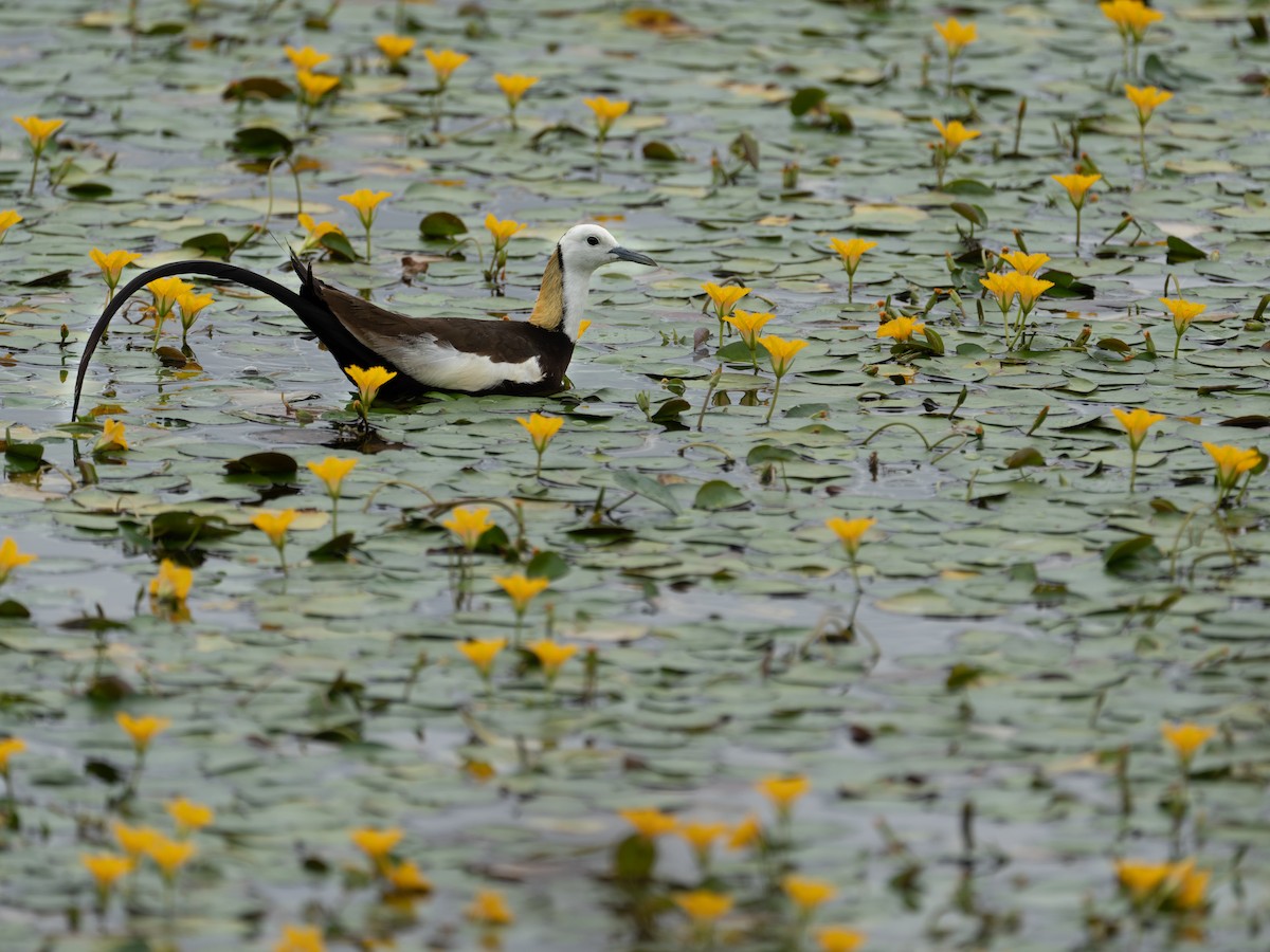 Pheasant-tailed Jacana - ML621805438