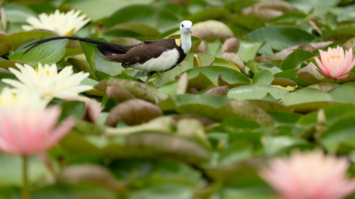 Pheasant-tailed Jacana - ML621805439