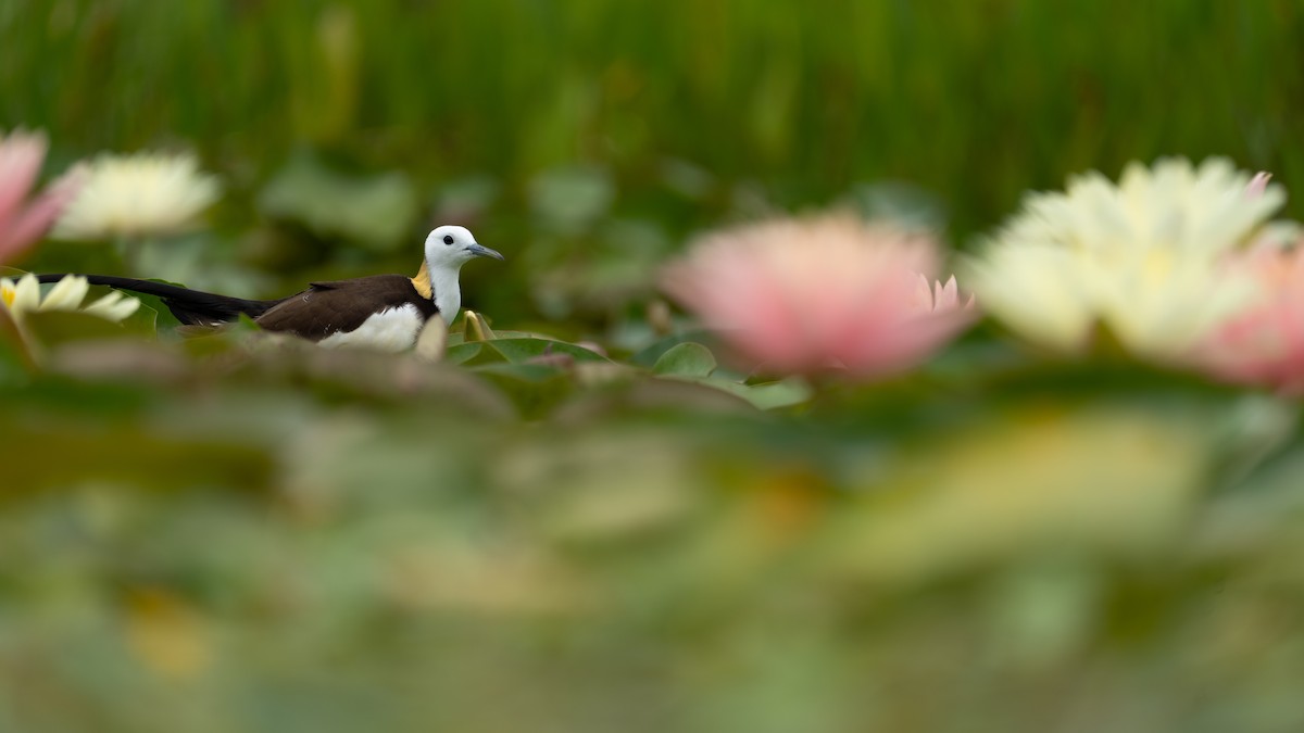 Pheasant-tailed Jacana - ML621805440