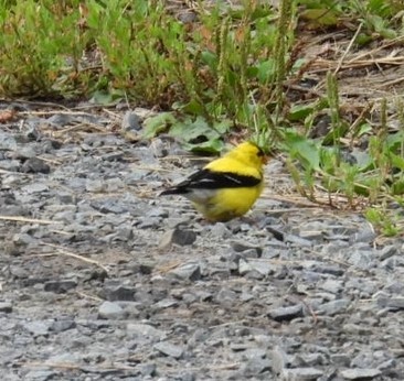 American Goldfinch - ML621805442