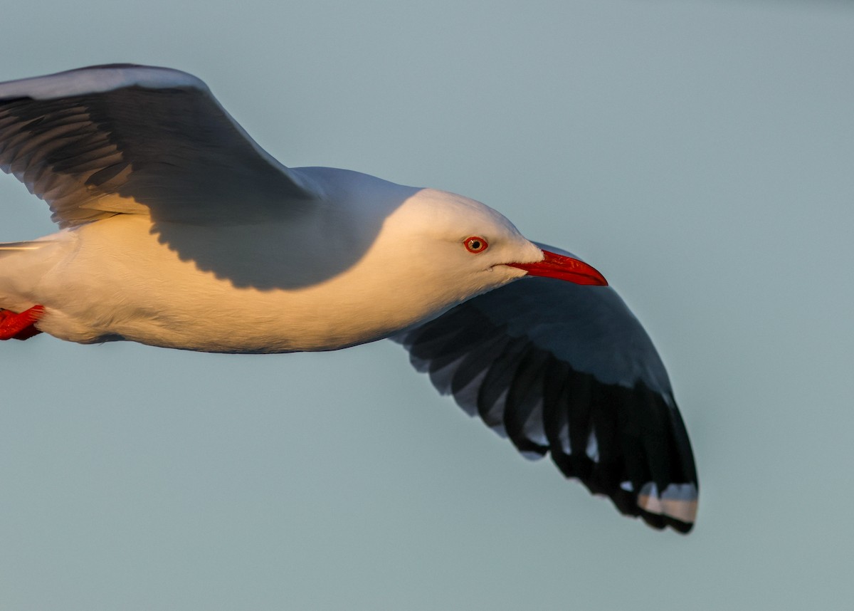 Silver Gull (Silver) - ML621805452