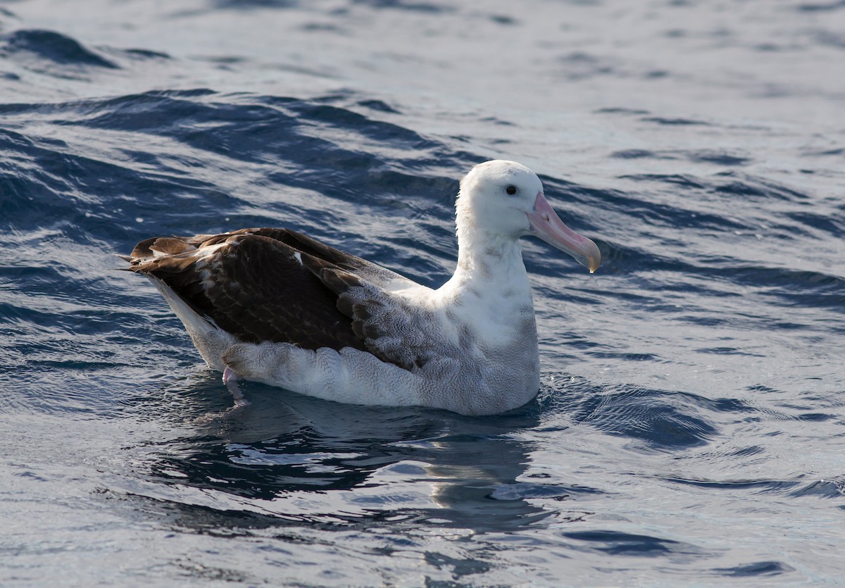 Antipodean Albatross (Gibson's) - ML621805461