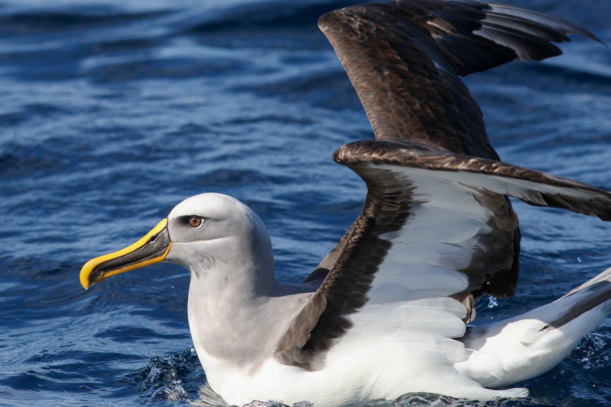 Buller's Albatross - ML621805464