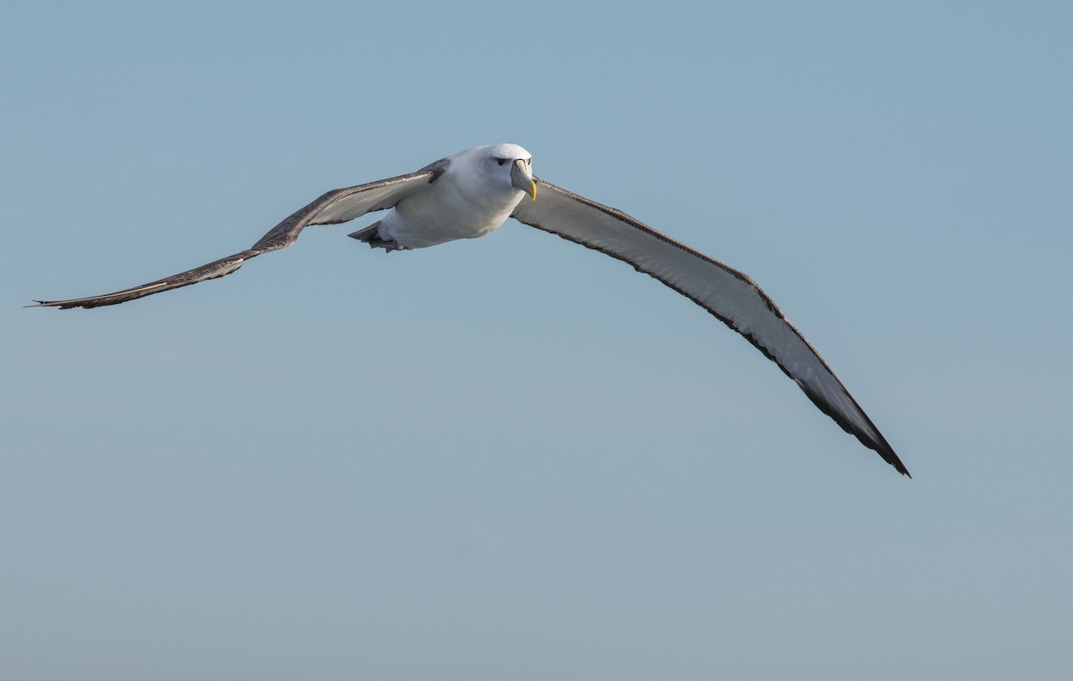 White-capped Albatross (cauta) - ML621805480