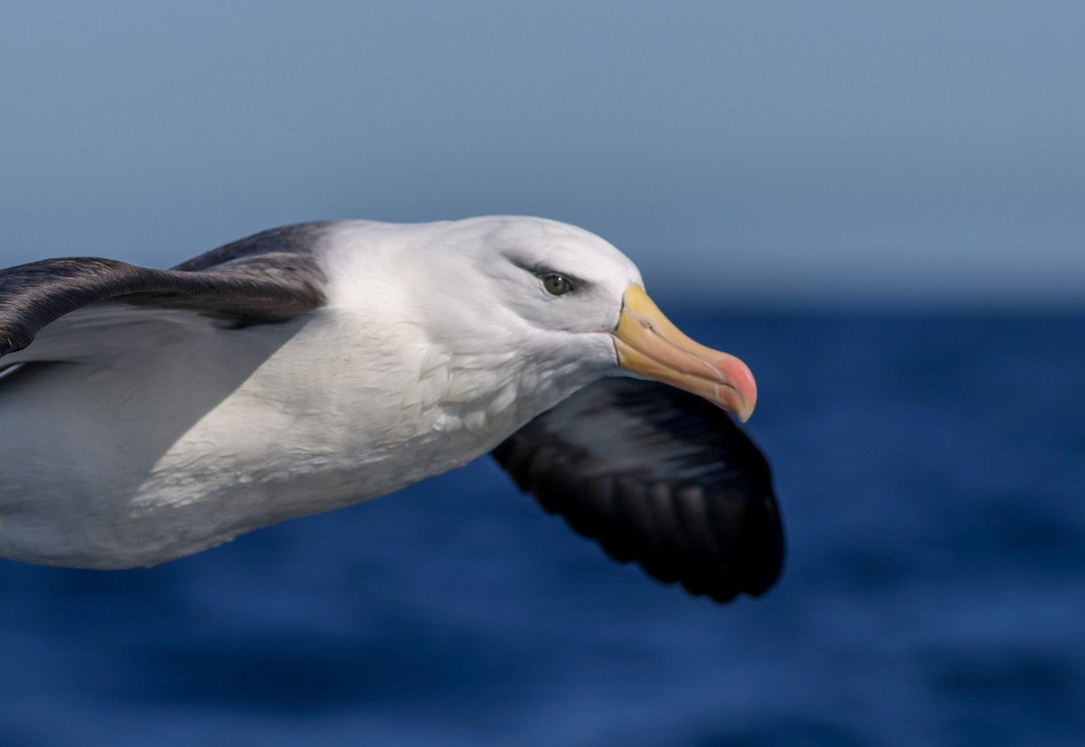 Black-browed Albatross (Black-browed) - ML621805485