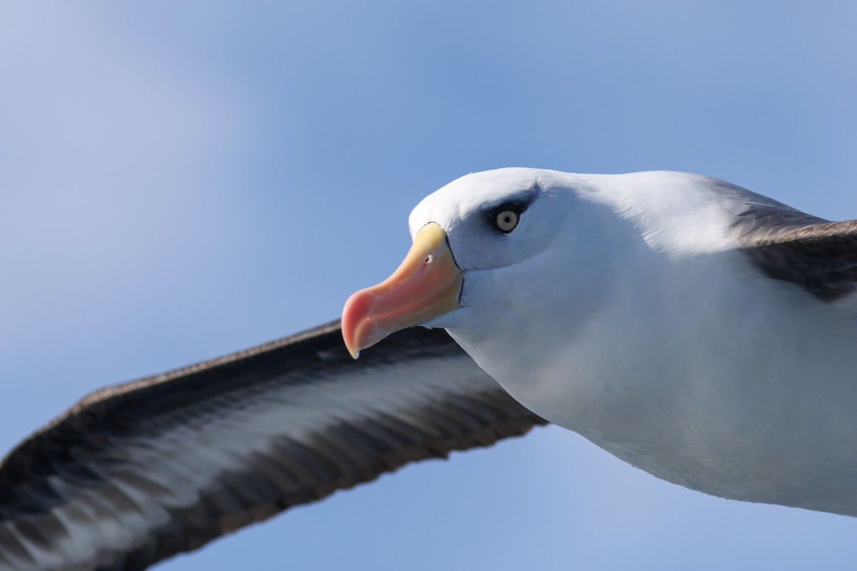 Black-browed Albatross (Campbell) - ML621805490