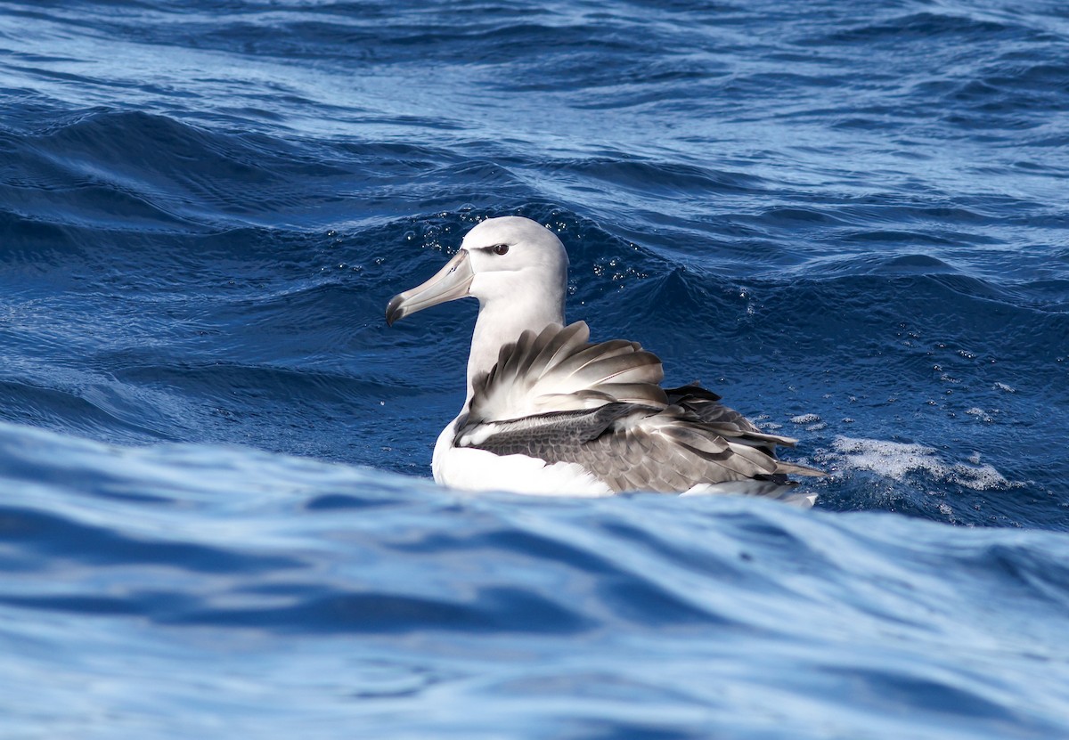 White-capped Albatross (steadi) - ML621805492