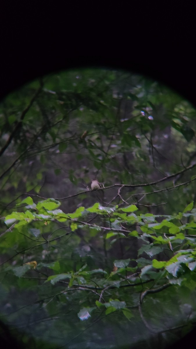 Acadian Flycatcher - ML621805493