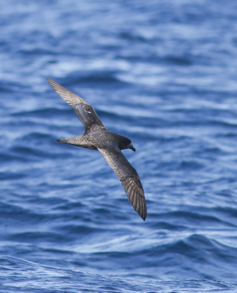 Providence Petrel - ML621805499