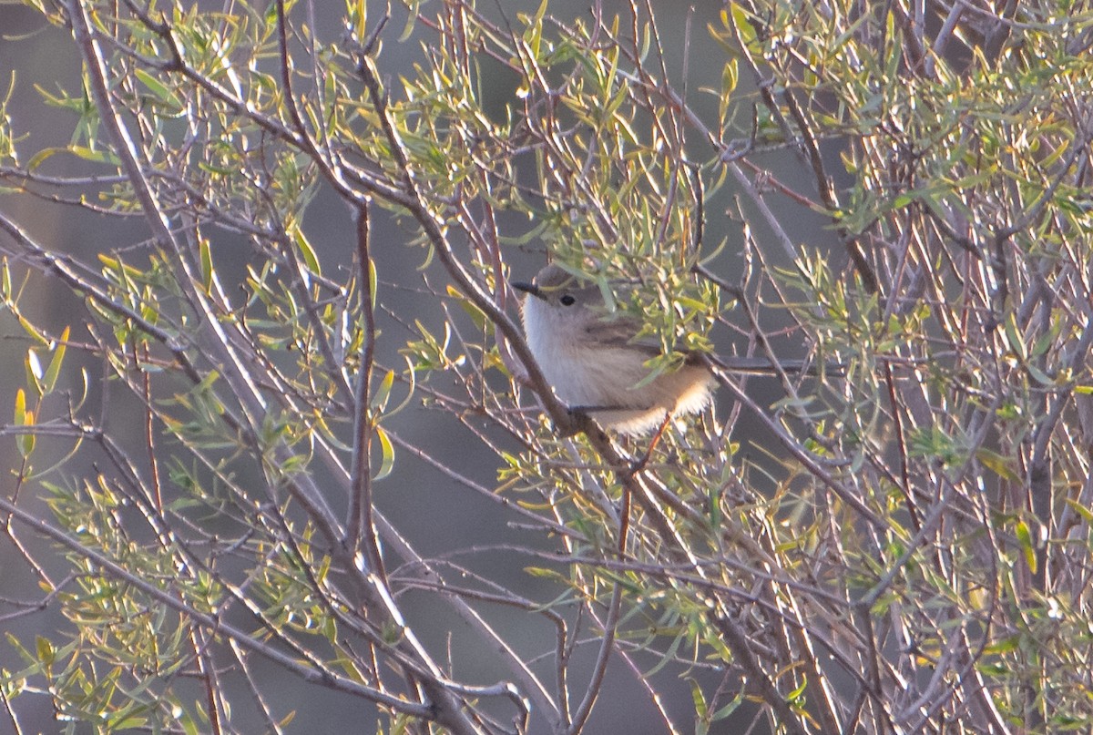 White-winged Fairywren - ML621805509