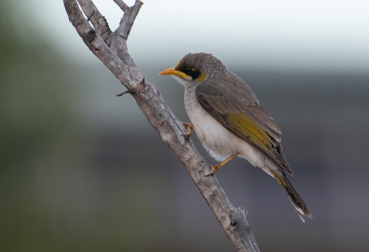 Yellow-throated Miner - ML621805510