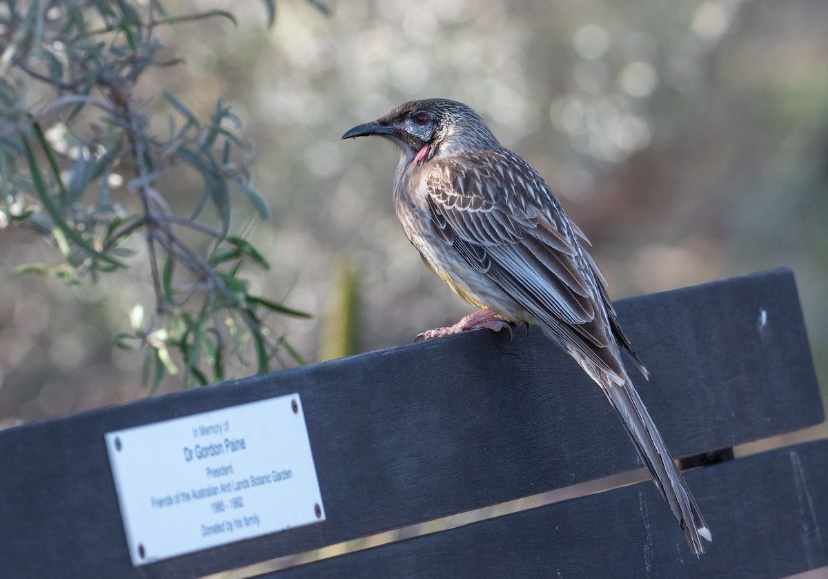 Red Wattlebird - ML621805513