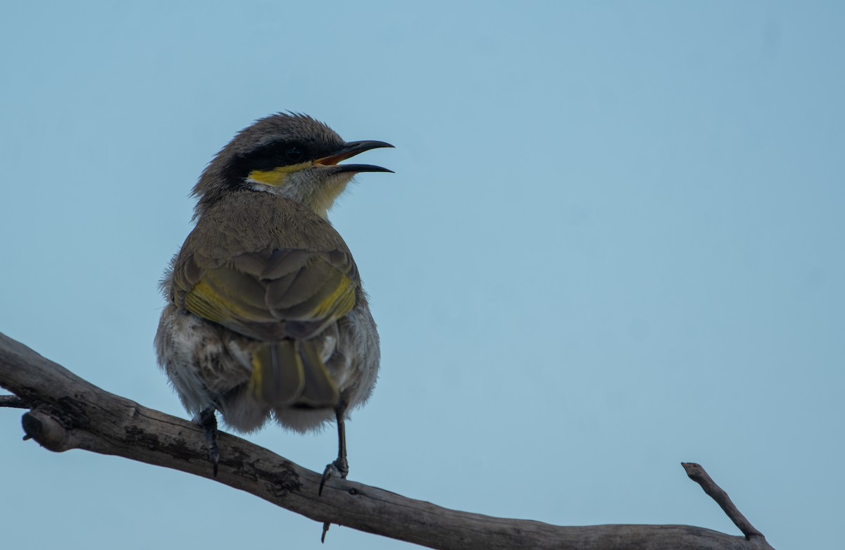 Singing Honeyeater - ML621805514