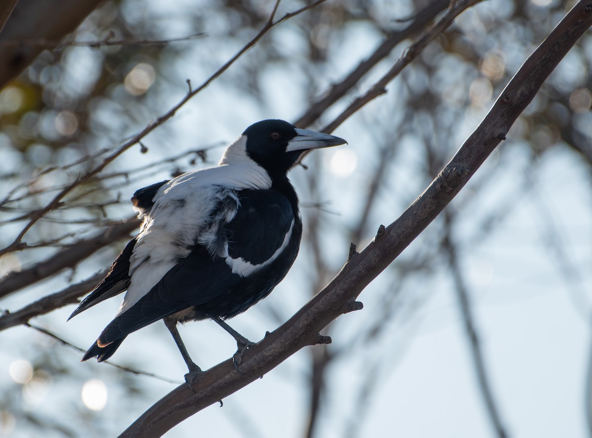 Australian Magpie (White-backed) - ML621805520