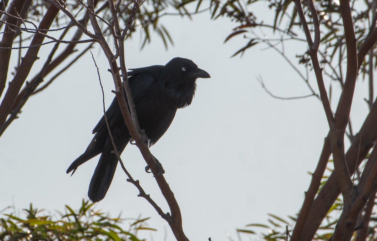Australian Raven - ML621805521